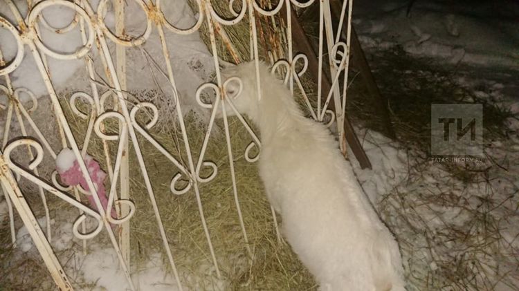 В Альметьевском районе спасатели помогли козе, которая застряла в заборе 