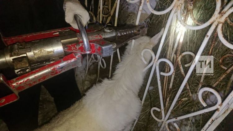 В Альметьевском районе спасатели помогли козе, которая застряла в заборе 