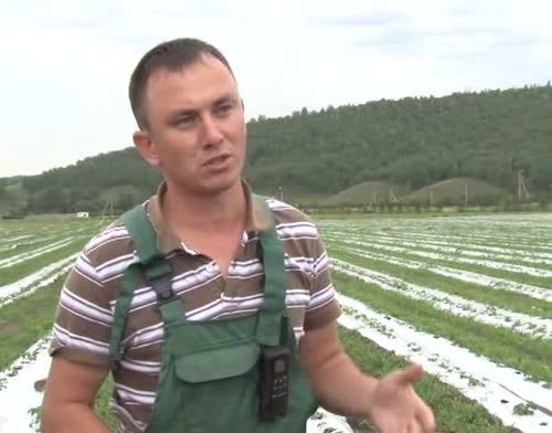 Аграрии Альметьевского района: зерна намолотили меньше, но зиму переживем
