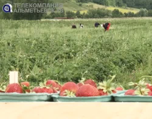 Аграрии Альметьевского района научились выращивать клубнику в промышленных объемах