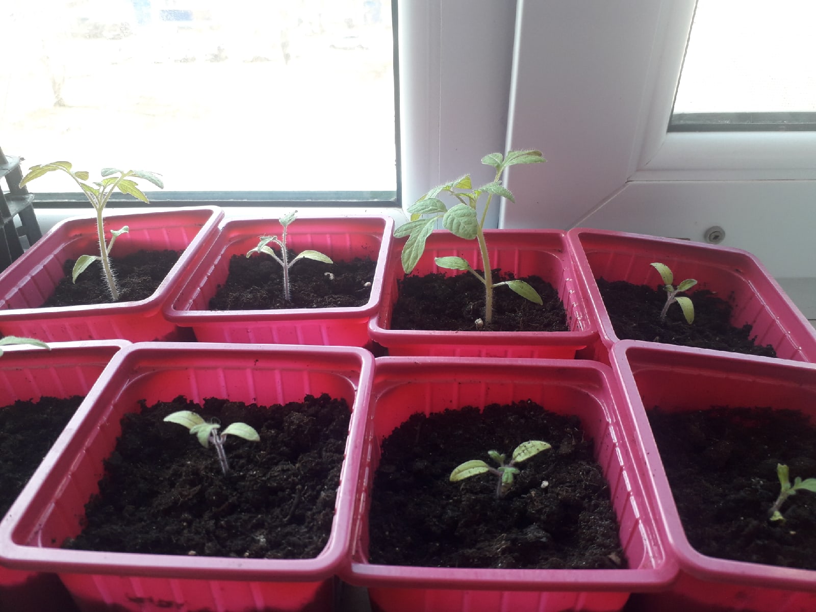 Выращивание томатов из семян в домашних