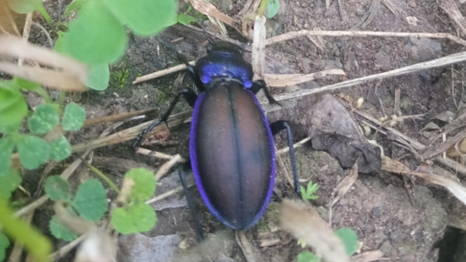 В Азнакаевском районе обнаружено новое местообитание редкого краснокнижного жука 