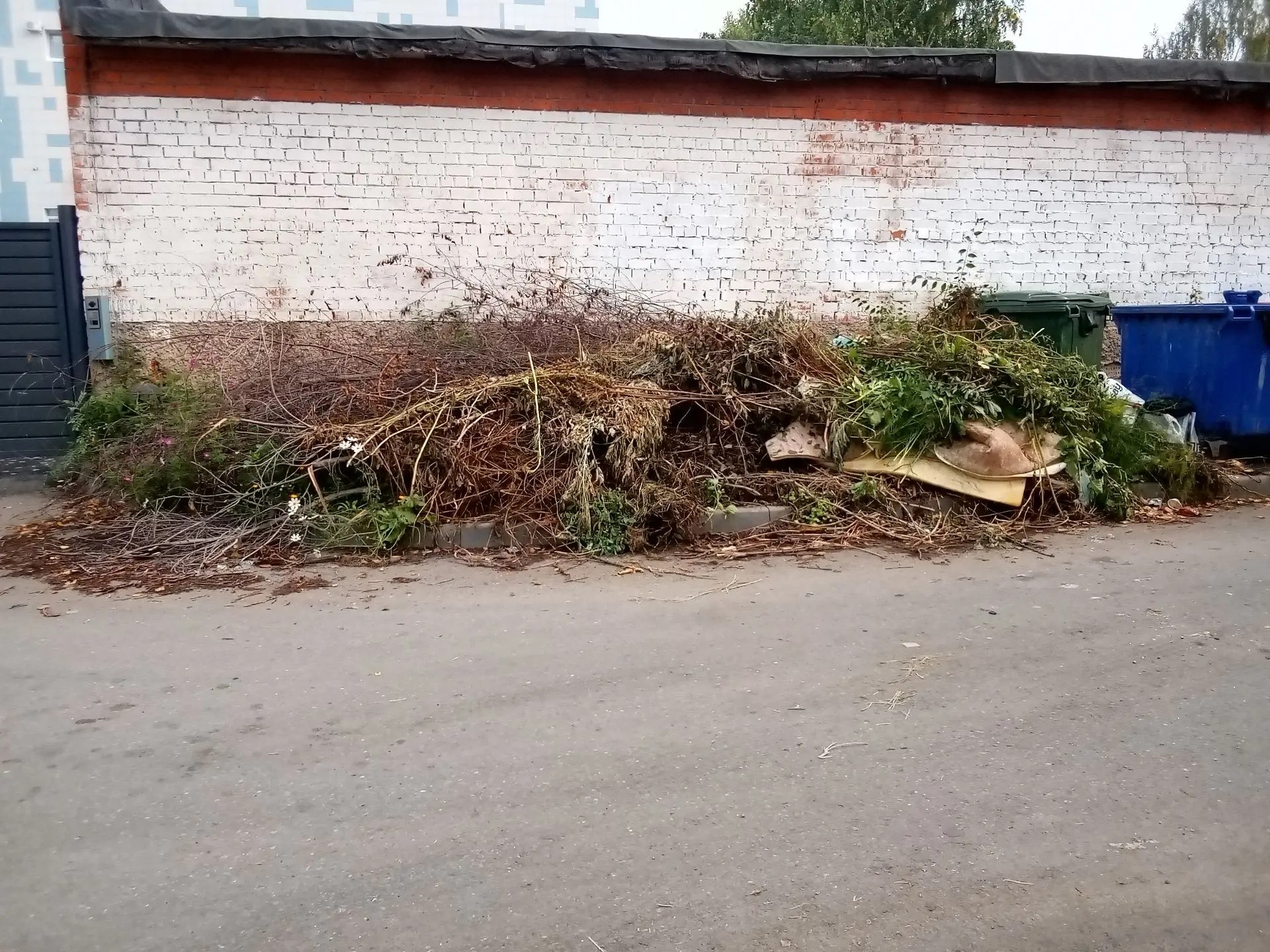 Опасное дерево клары цеткин 16