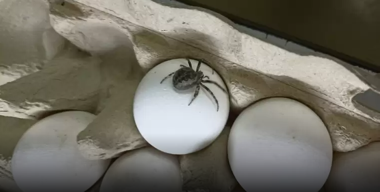 В Татарстане женщина увидела огромного паука в упаковке яиц