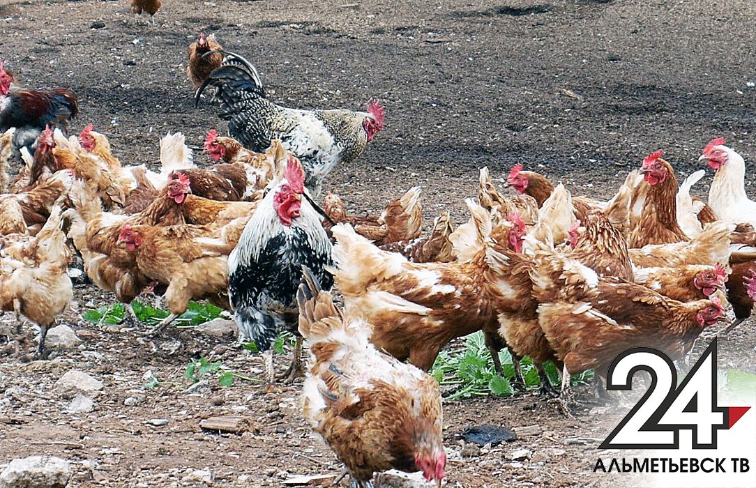 В Высокогорском районе прошли учения по ликвидации опасных инфекций животных и птиц