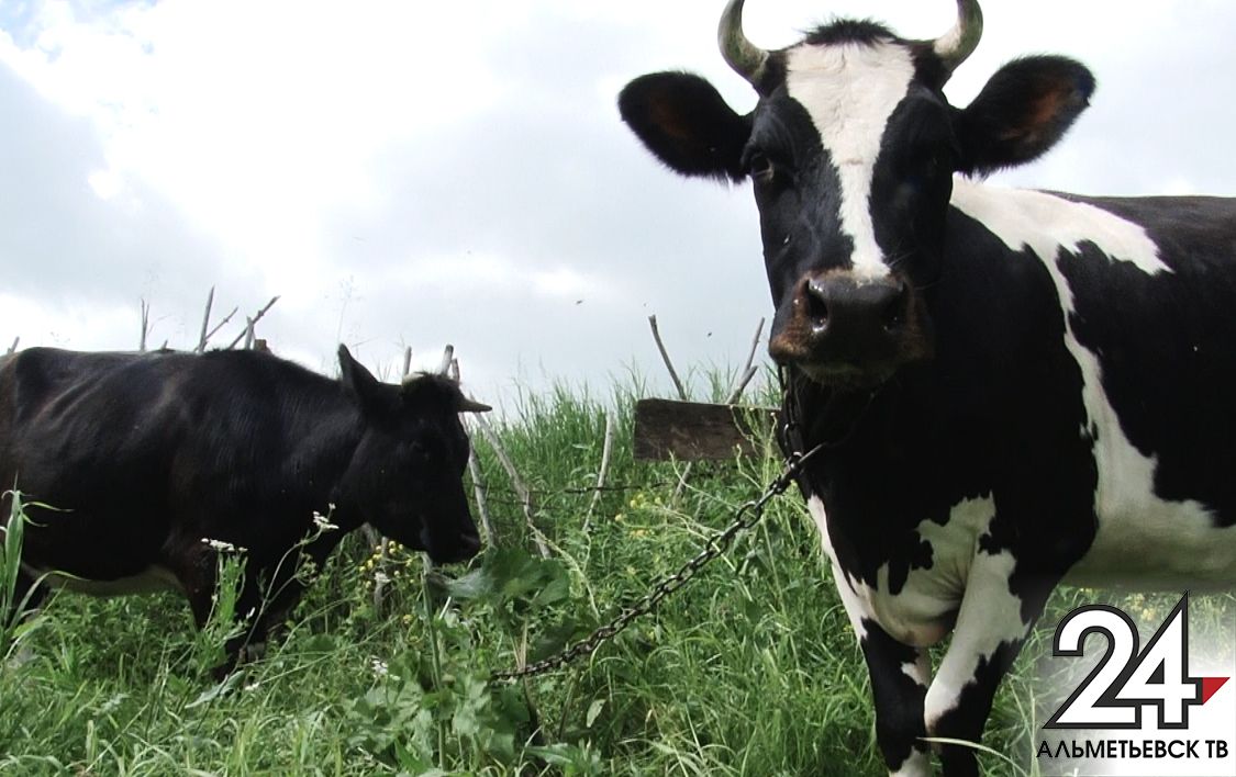 В Татарстане за девять месяцев производство молока выросло на два процента