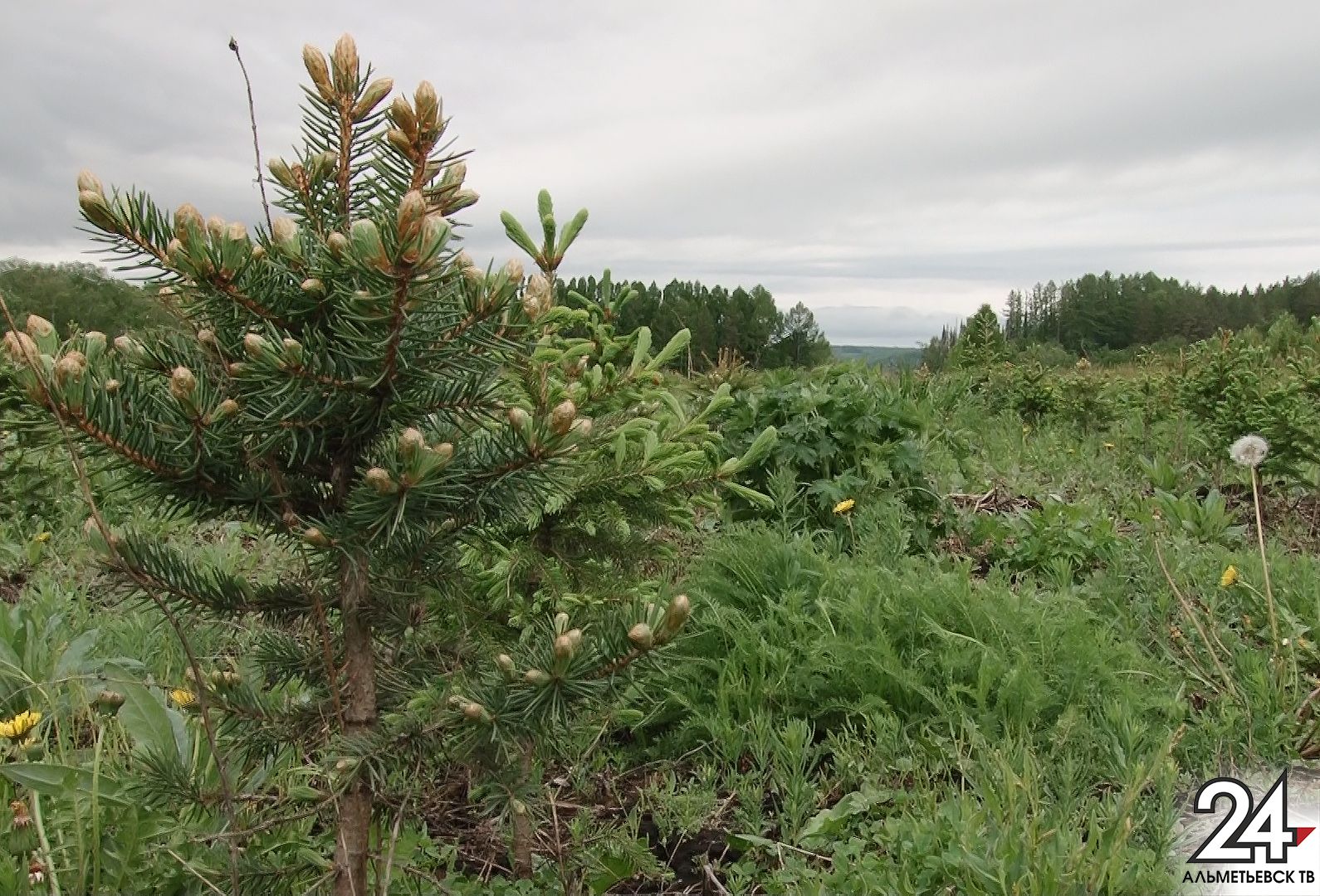 В Татарстане в День посадки леса высадили 1,3 млн саженцев