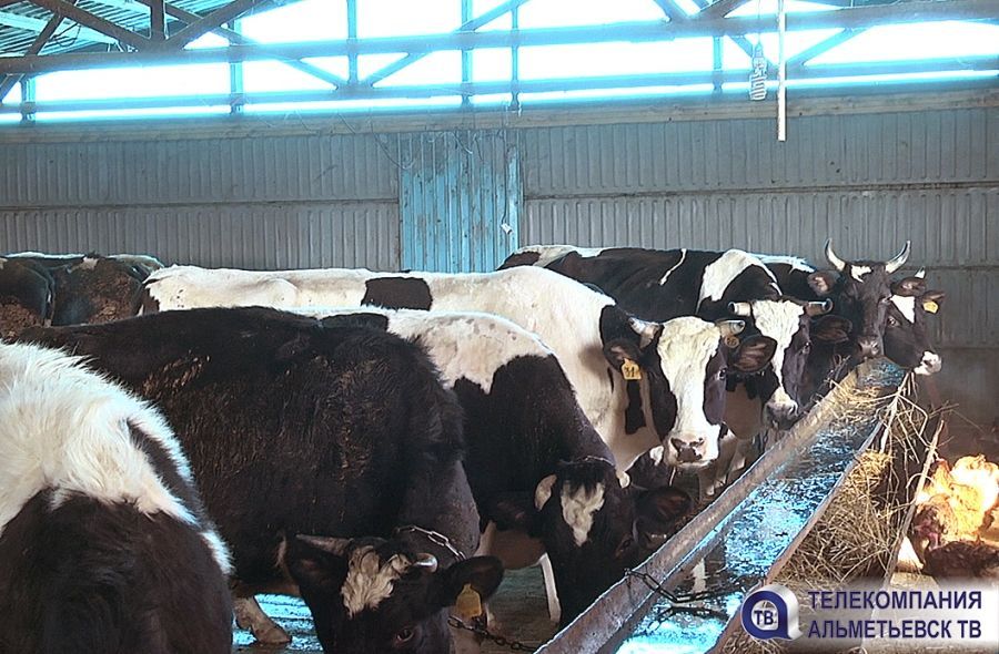 65 тысяч частных подворий РТ получат субсидии из-за падения закупочных цен на молоко