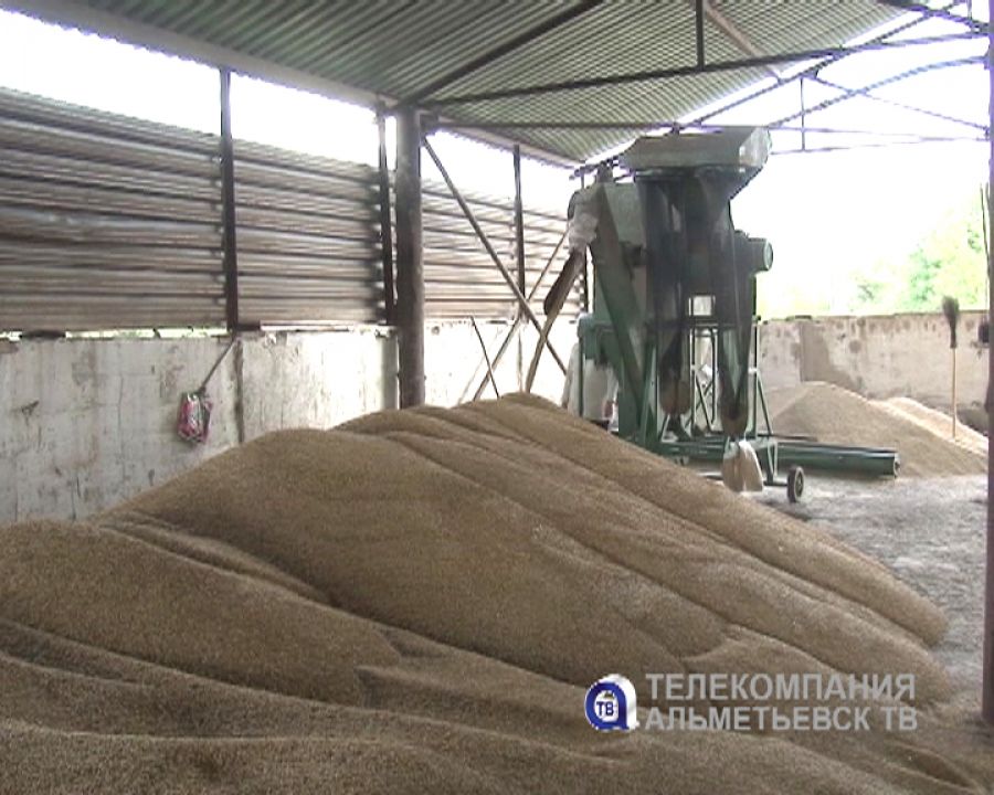 В хозяйствах Альметьевского района уборка зерновых близится к завершению