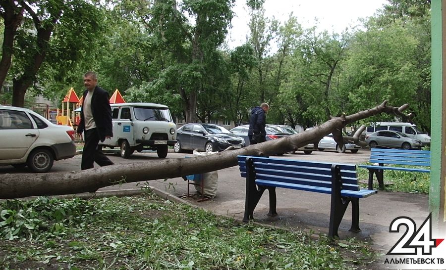 За выходные в Альметьевске повалило 4 дерева 