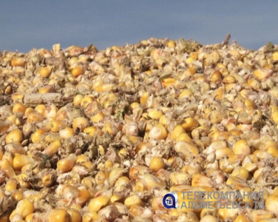В хозяйствах Альметьевского района приступили к обмолоту кукурузы на зерно