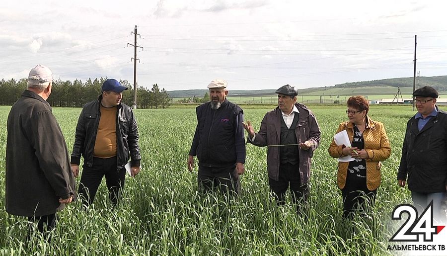 Аграрии завершили посевные работы на полях Альметьевского района