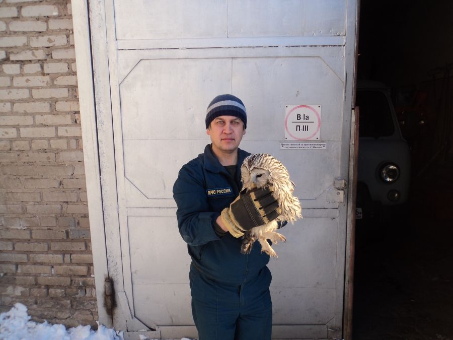 В Татарстане сотрудники МЧС спасли сову со сломанным крылом