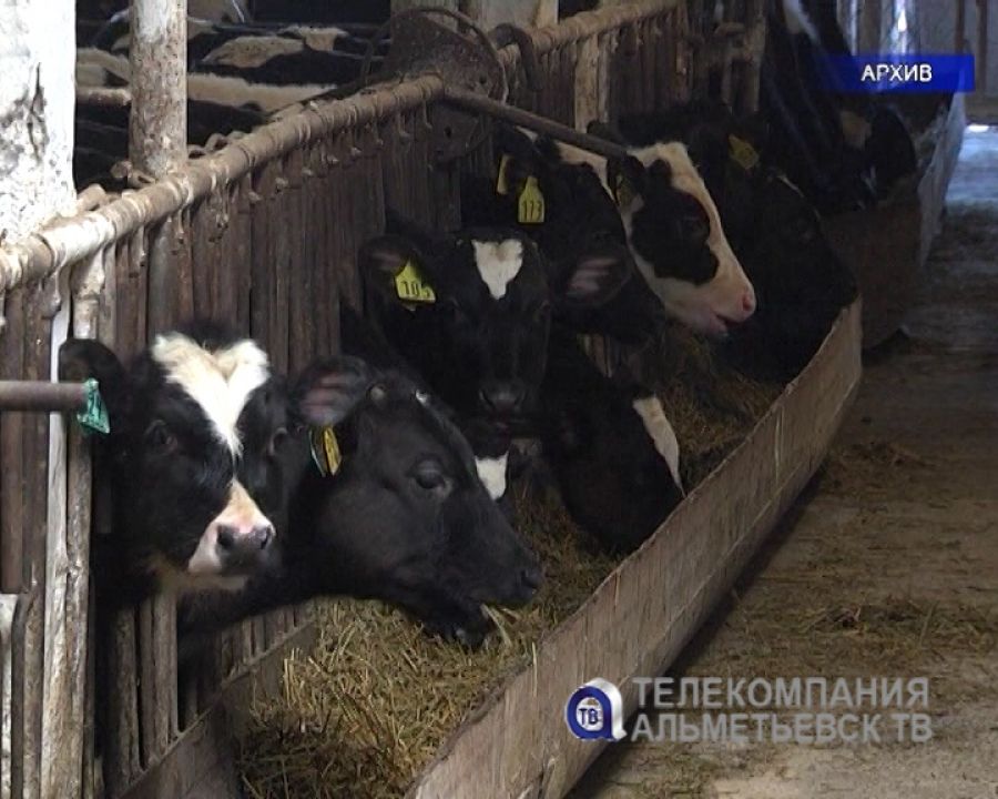 В Альметьевском районе наращивают поголовье крупного рогатого скота