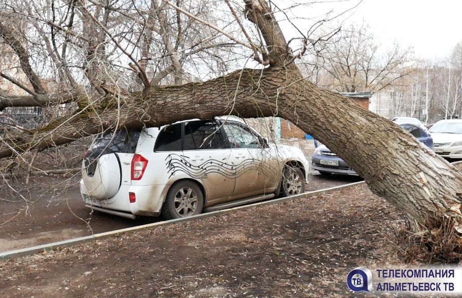 Вниманию альметьевским автолюбителям: кто возместит ущерб, если на машину упало огромное дерево