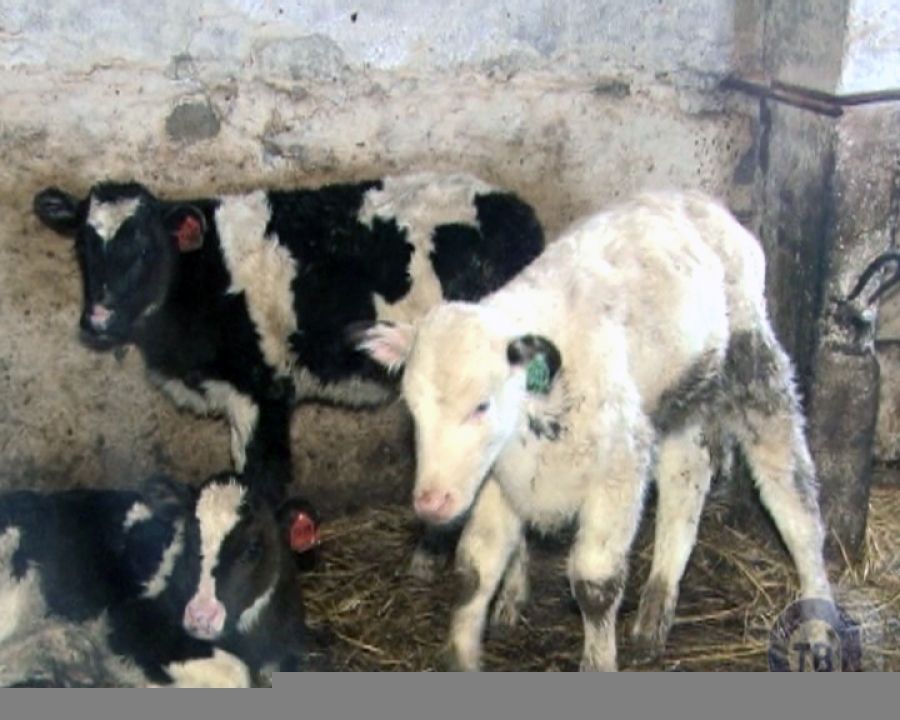 Животноводы Альметьевского района: скот голодать не будет