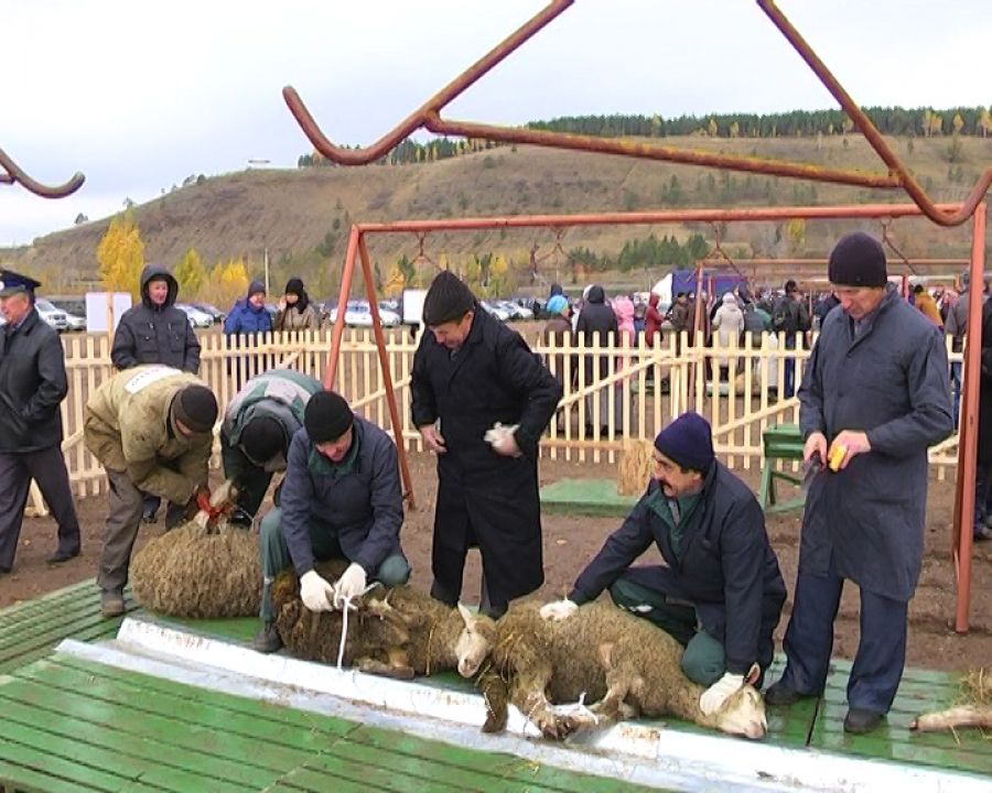 В Курбан-байрам в Альметьевске будет организована специальная площадка для забоя животных