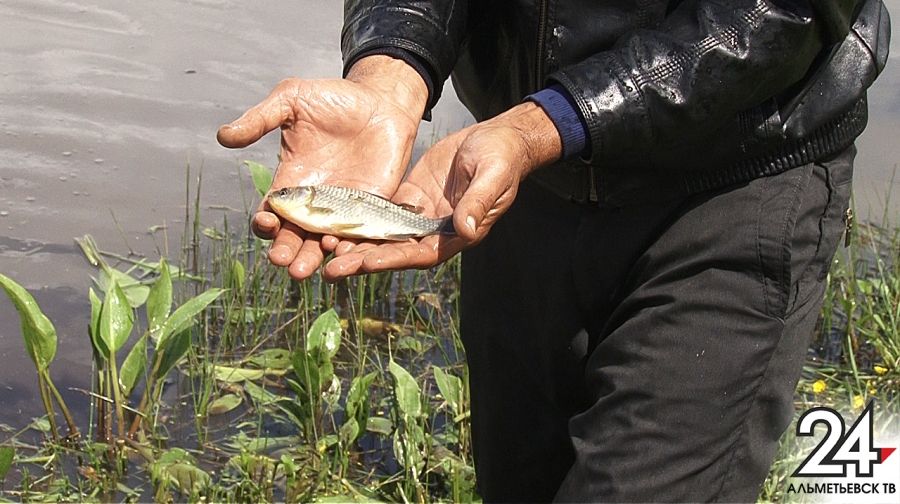 Рыбье новоселье: карп, толстолобик и белый амур обживают альметьевские водоемы