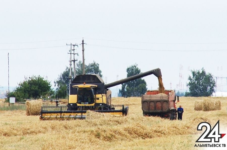 3,5 миллиона тонн зерна намолотили аграрии Татарстана