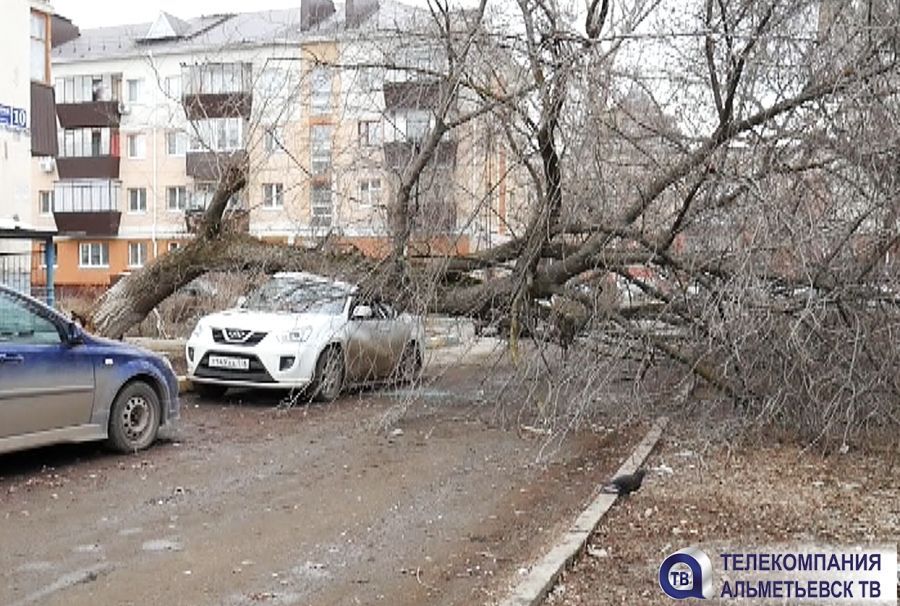 В Альметьевске большое дерево упало на автомобиль