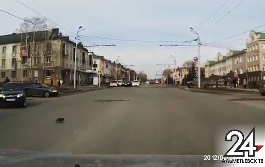 Парень спас котенка на оживленной дороге в Альметьевске 