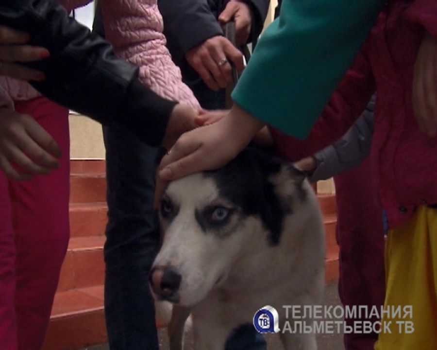 В Татарстане спасли от голодной смерти собаку, запертую в пустой квартире