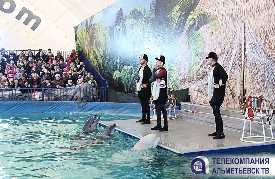 В Альметьевске незабываемые впечатления жителям дарит столичный дельфинарий