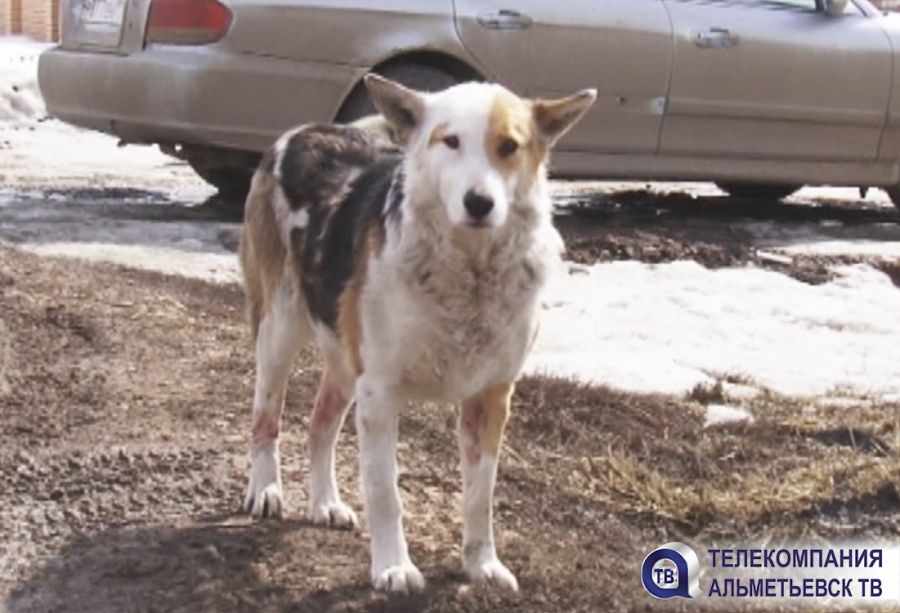 Хозяева едва узнали свою истерзанную собаку после двух недель поисков в Альметьевске