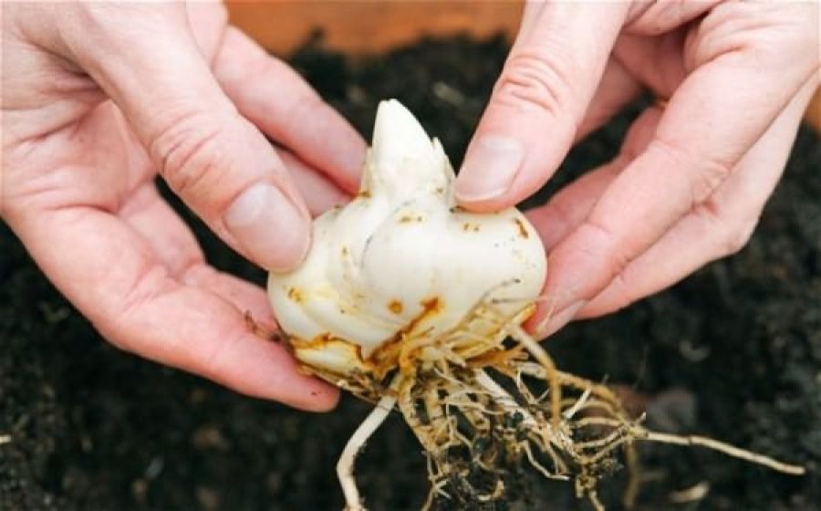Главные правила осенней посадки луковичных