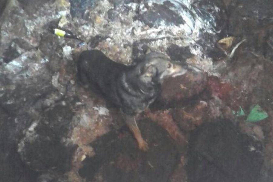 Сотрудники МЧС спасли собачку, которая попала в глубокую яму в Татарстане