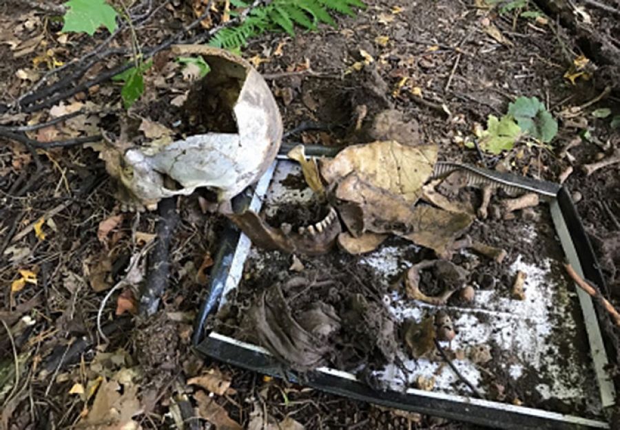 Человеческие останки обнаружила жительница Татарстана в лесопосадке 