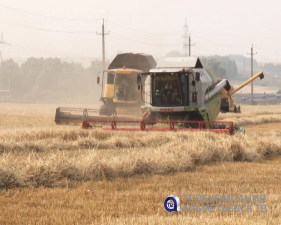В Альметьевском районе убрано более двадцати процентов зерновых