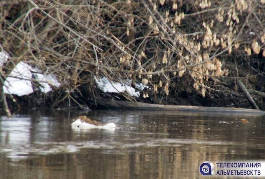 Недалеко от Альметьевска в реке обнаружено тело мужчины