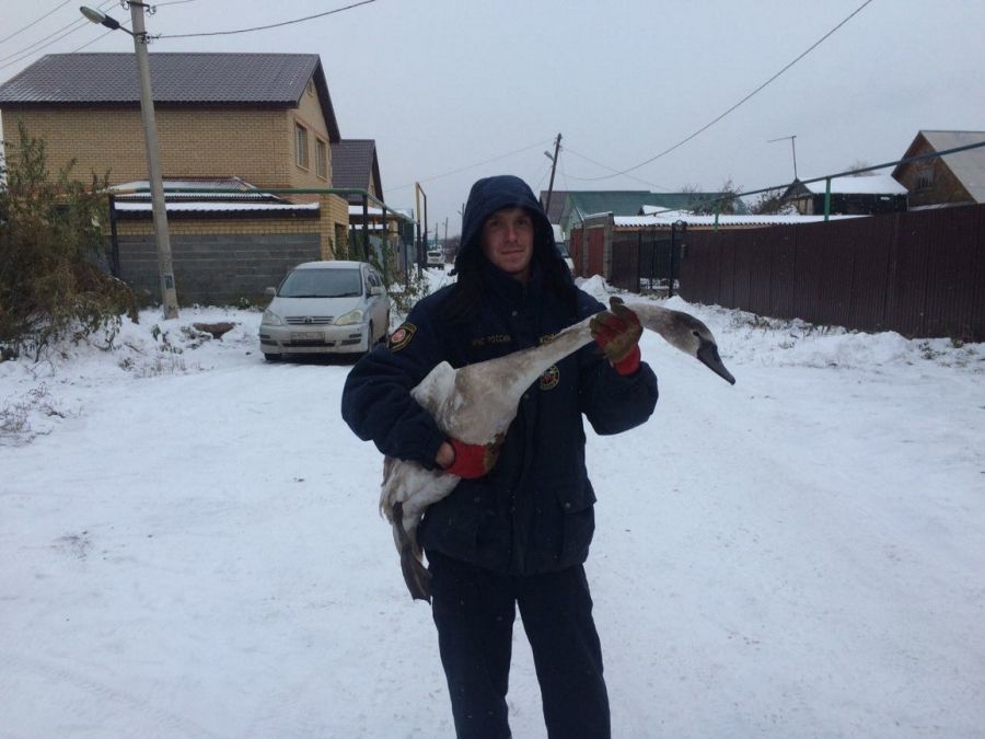 Трех лебедей, не сумевших улететь в теплые края, спасли в Татарстане