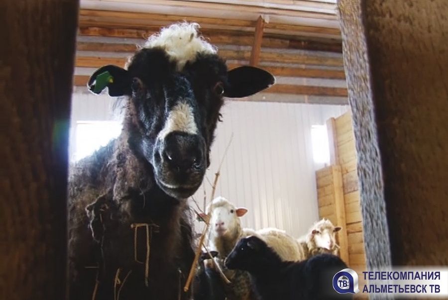 В Татарстане приставы арестовали стадо коров за долги предприятия