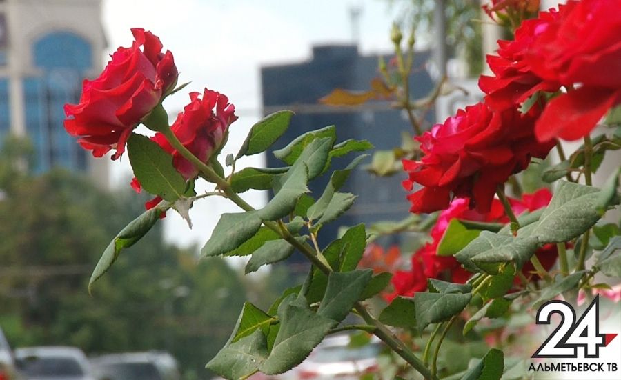 Эксперимент удался: на альметьевских улицах цветут розы