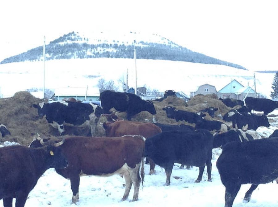 Специалисты Альметьевского района ознакомились с условиями зимовки скота в ООО «Чагылтау»