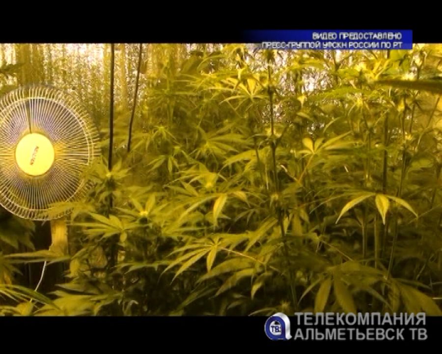 Житель Татарстана оборудовал у себя дома оранжерею для наркосодержащих растений