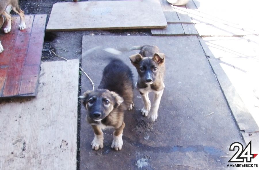 Зоозащитники Татарстана требуют привлечь к ответственности хозяев пса за жесткое обращение