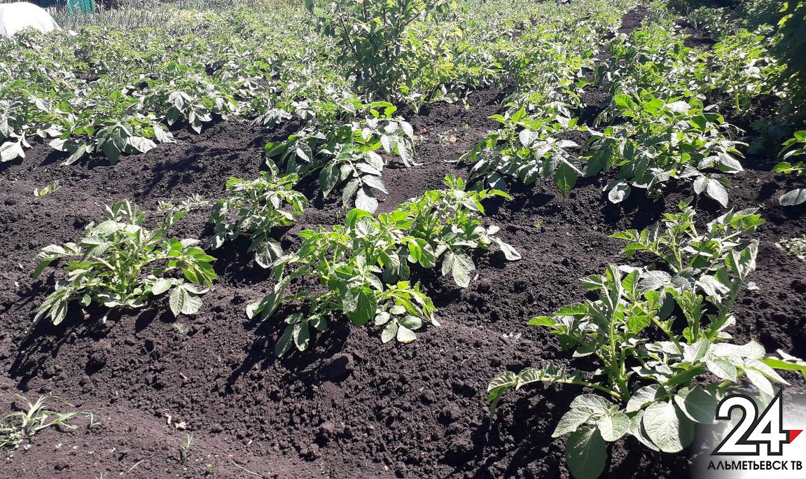 Россельхознадзор опроверг информацию о запрете посадки картофеля из собственных семян