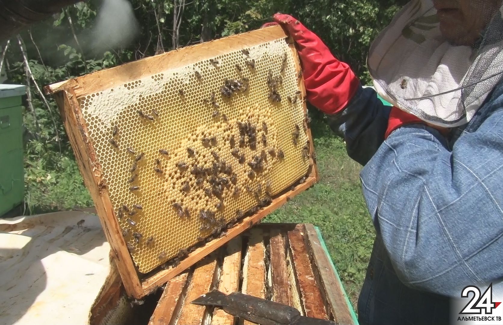 Правильные пчелы дают правильный мед: пчеловод из Альметьевского района рассказал о своем ремесле