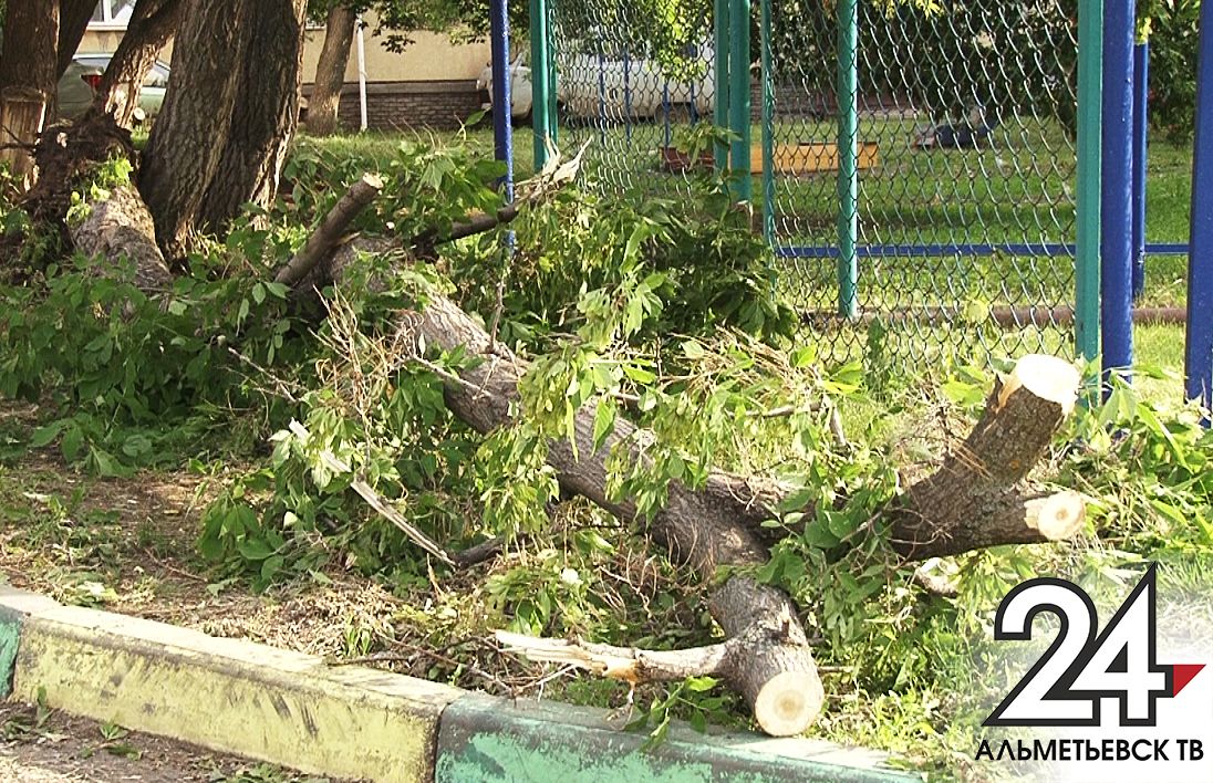 В Татарстане на территории школы упало дерево