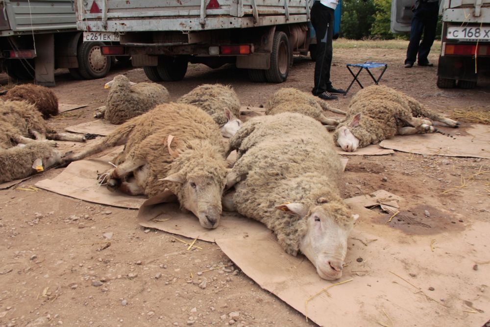 В Альметьевск завезли более 1500 овец для жертвоприношения