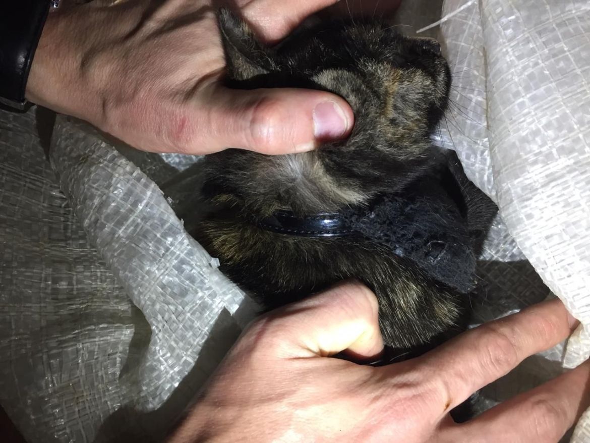 В Татарстане поймали кота-наркокурьера при попытке пронести в колонию гашиш в ошейнике