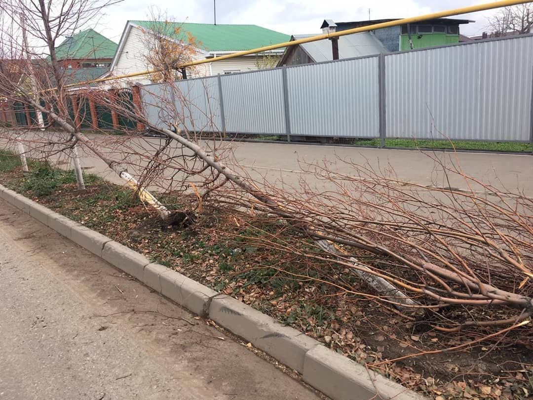 Неизвестные повредили новые посадки деревьев в Альметьевске