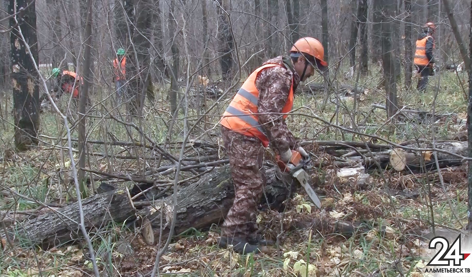 Леса Альметьевского района расчищают от упавших деревьев
