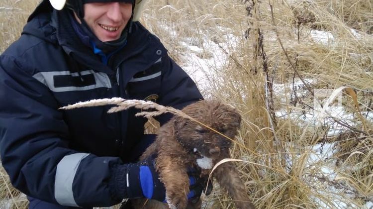 В Татарстане спасатели помогли щенкам, провалившимся в глубокую яму