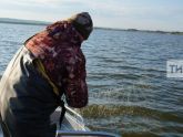 В водах Татарстана завелась белуга, которая рвет сети рыбакам