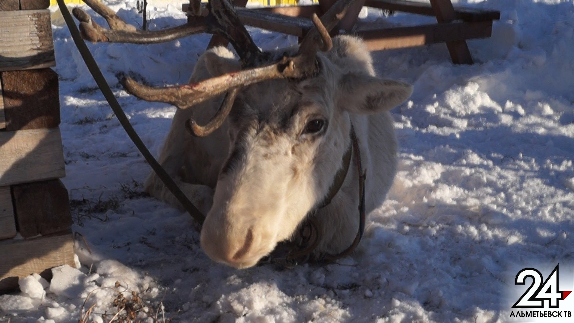 В Татарстане создали группы по борьбе с браконьерами