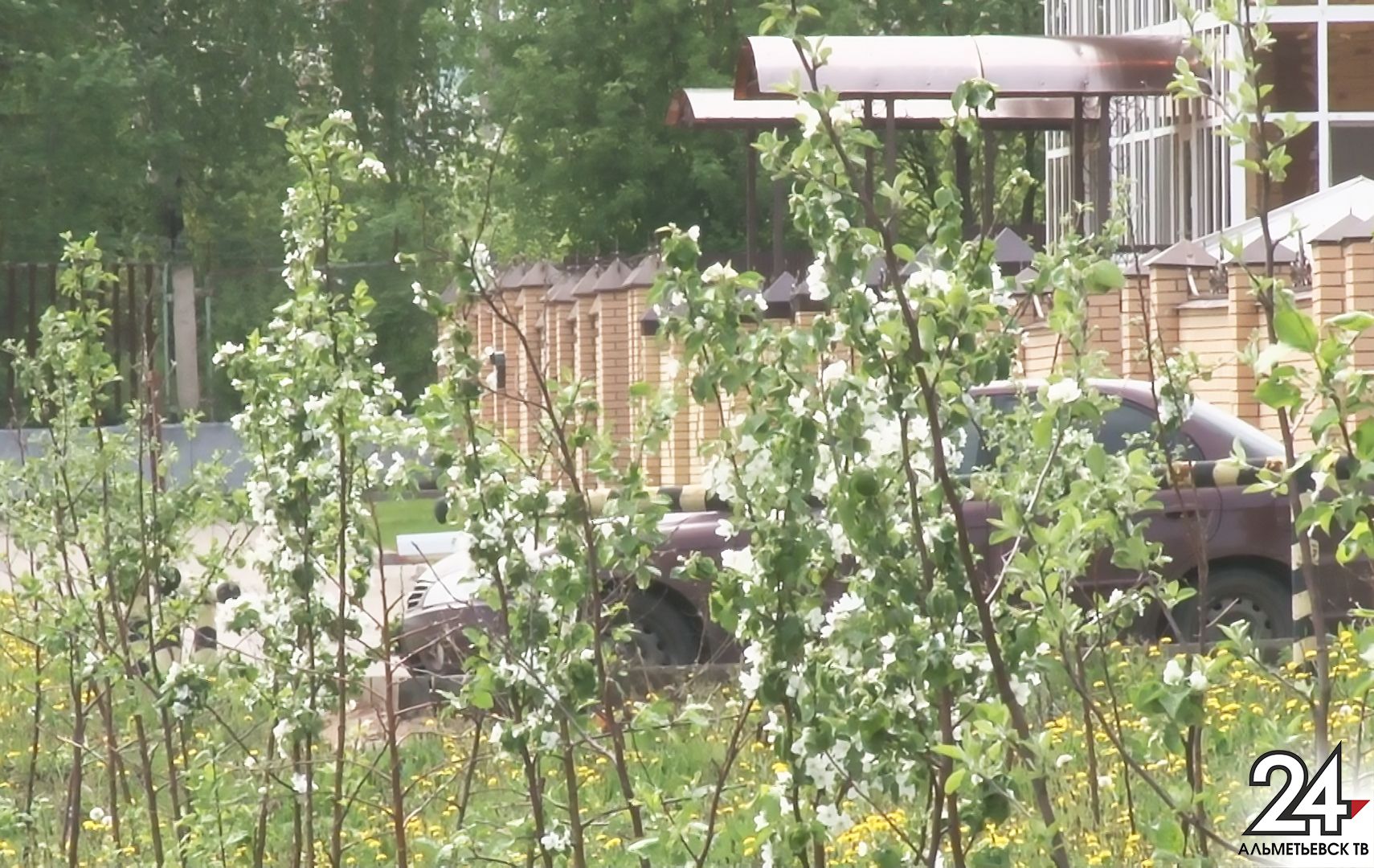 Альметьевск превратился в цветущий яблоневый сад